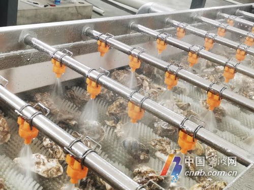 寧波人擁有專業生蠔清洗加工廠，消毒服務保障食品安全新標桿